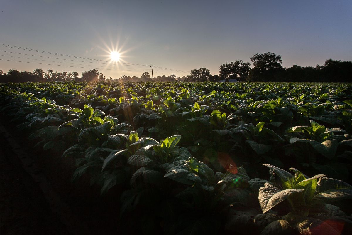 Бывшая белорусская «дочка» British American Tobacco провела ребрендинг