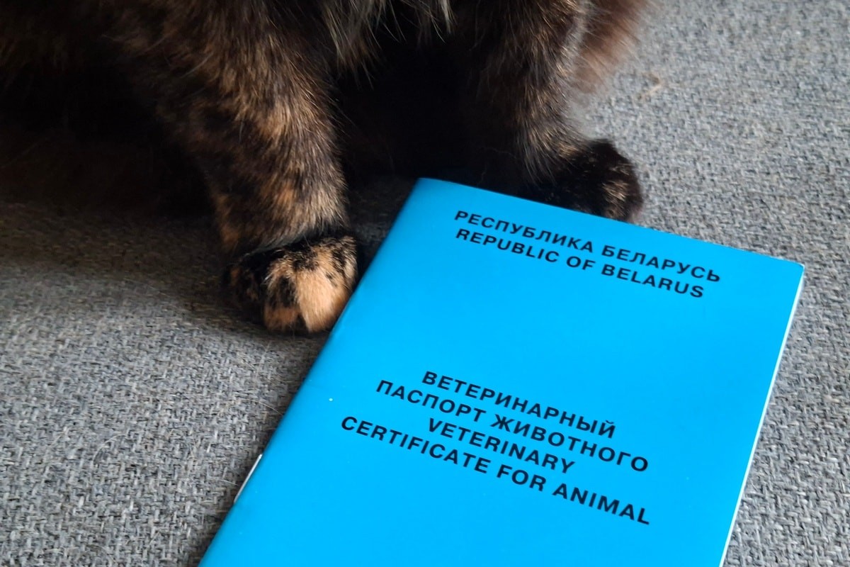 Многие «номера» заняты до&nbsp;осени. Как в&nbsp;Минске работают гостиницы для домашних питомцев