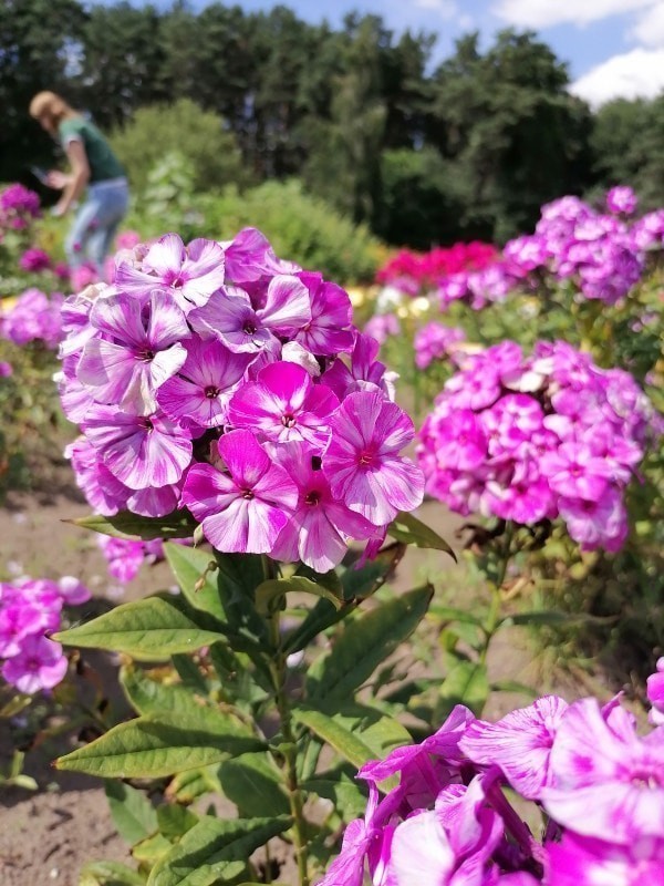 Флоксы