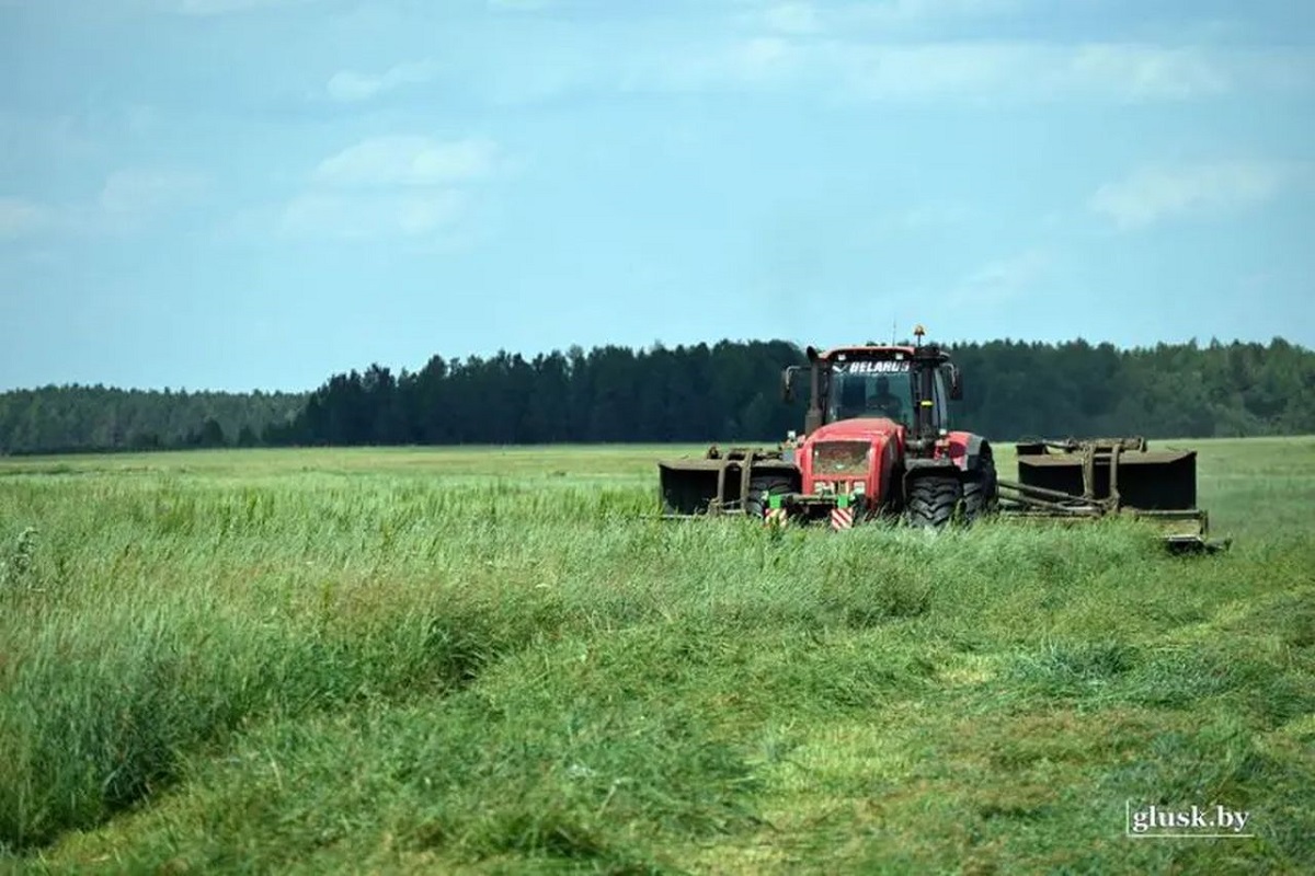 Аграрная «дочка» БНБК в Могилевской области может уйти в банкротство 