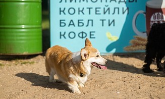 В парламенте рассказали, на что потратят налоги на собак