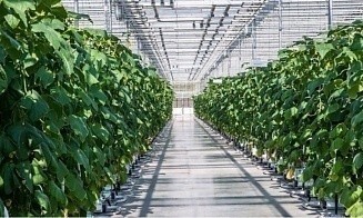 Китайская компания будет строить теплицы в Беларуси