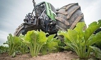 В этом году в стране собрали самый большой урожай свеклы за всю историю