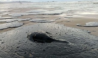 Более 140 пляжей Анапы признали непригодными для купания из-за разлива мазута