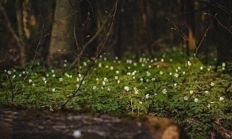 Еще будут минус и снег. Какая погода ждет белорусов на новой неделе