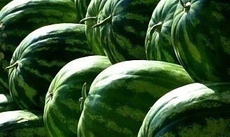 Из России в Беларусь не пропустили крупную партию арбузов