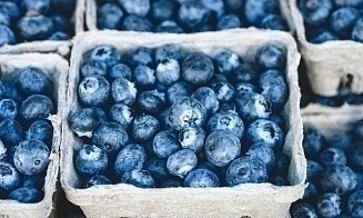 В Беларуси впервые продали свежую чернику через биржу