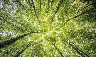 Только в четырех районах Беларуси можно ходить в лес без ограничений и запретов