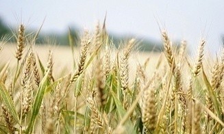 БНБК расширяет свою сырьевую зону за счет Быховского района
