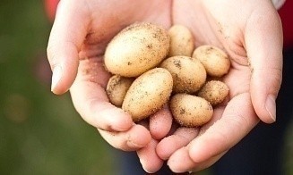В Минэкономики объяснили, почему в Беларуси резко подорожал картофель