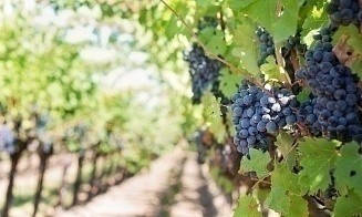 Перестали пить дома: спрос на Moët и Dom Pérignon упал после бума в пандемию