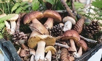Туристический нож и не только. Что чаще всего покупают на маркетплейсах грибники
