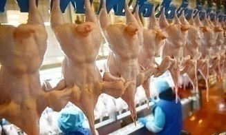 Россия удержит цены на курицу поставками из Беларуси и Казахстана