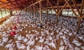 Беларусь построит в Узбекистане птицефабрику под брендом «Жожа»