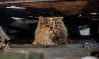 Под Минском собирают остатки материалов после ремонта, чтобы сделать домики для животных