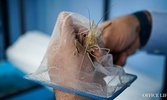Гонка ИИ и креветочная ферма под Ляховичами. Бизнесы, которые впечатлили нас в 2025 году