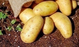 В какие страны экспортируют белорусский картофель