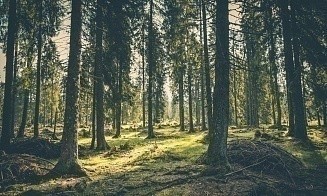 Климат изменил белорусские леса: стало меньше сосен и елей