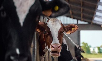 В ЕАЭС обнулили ввозные пошлины на говядину, масло какао и некоторые ткани