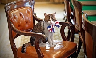Кот Ларри победил собаку нового британского премьера. Пять фактов о самом медийном питомце