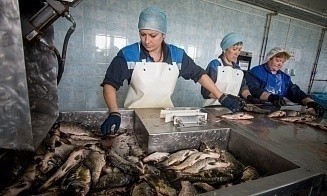 На одном из белорусских рыбокомбинатов крупно недосчитались рыбы